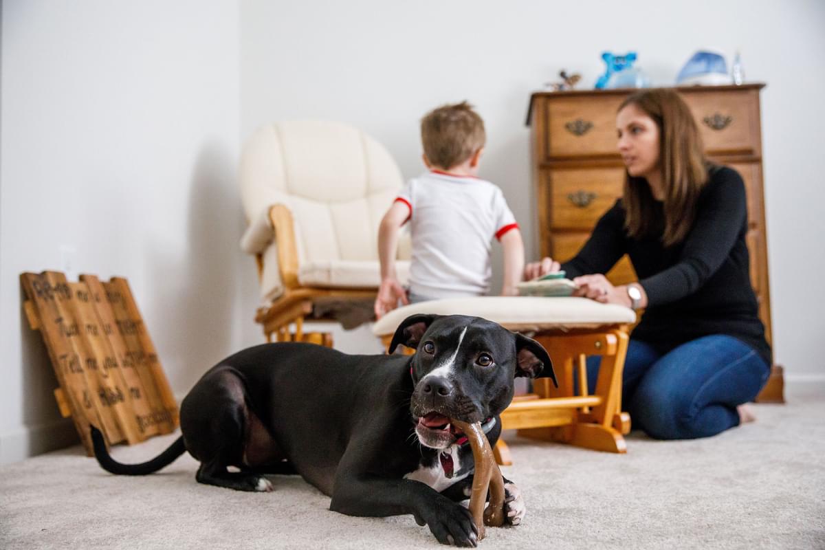 Making Your Furry Friends Feel at Home with Scandic