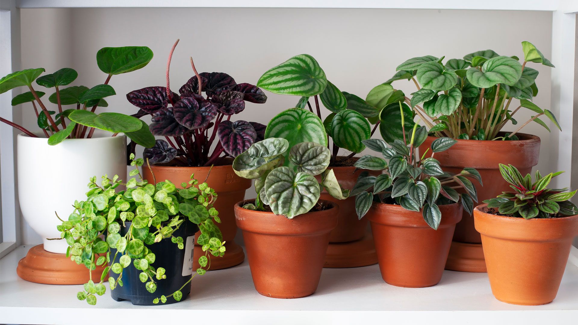 Fast Growing Trees to Purify Indoor Air Naturally