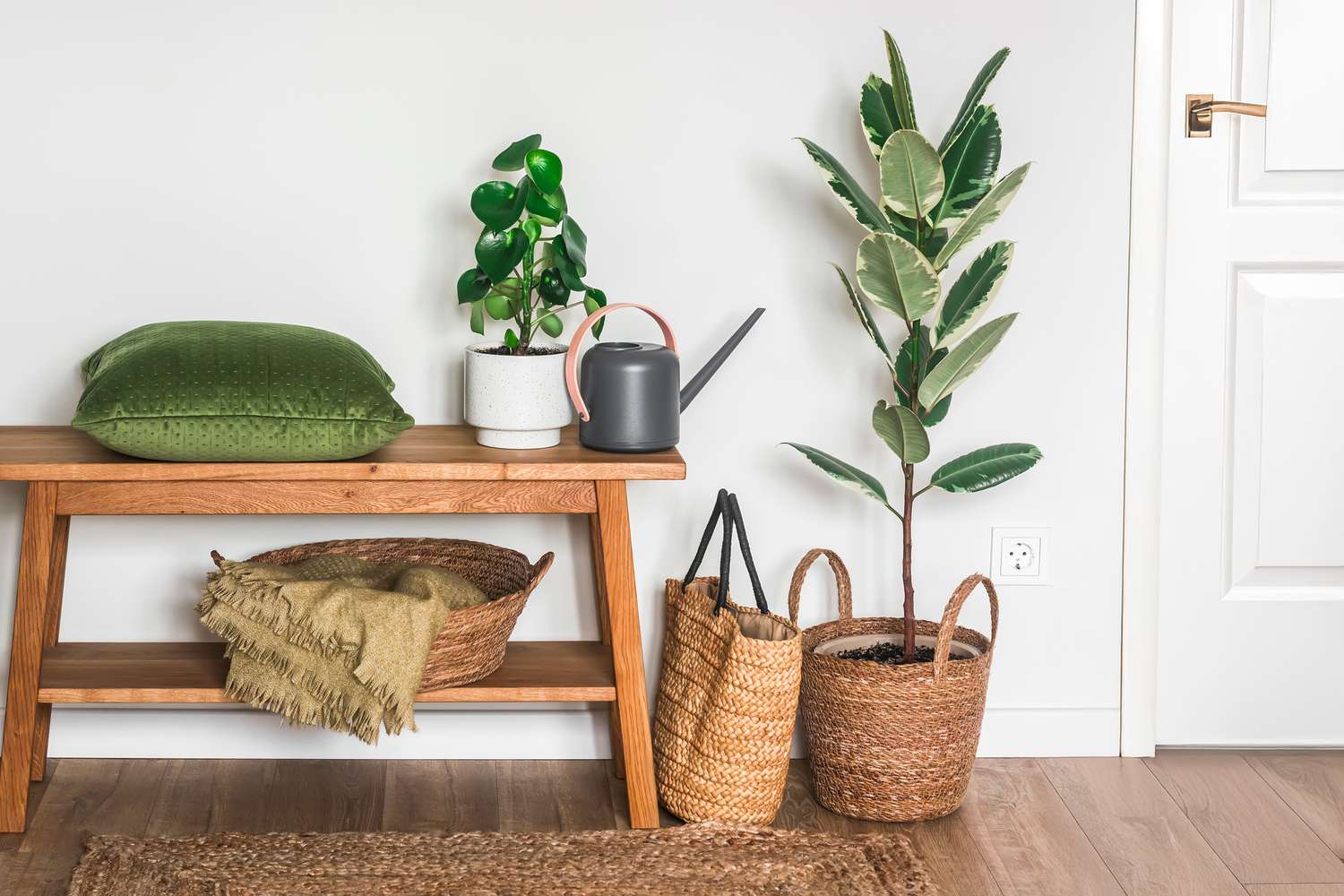 Indoor Fast Growing Trees for Your Home Jungle