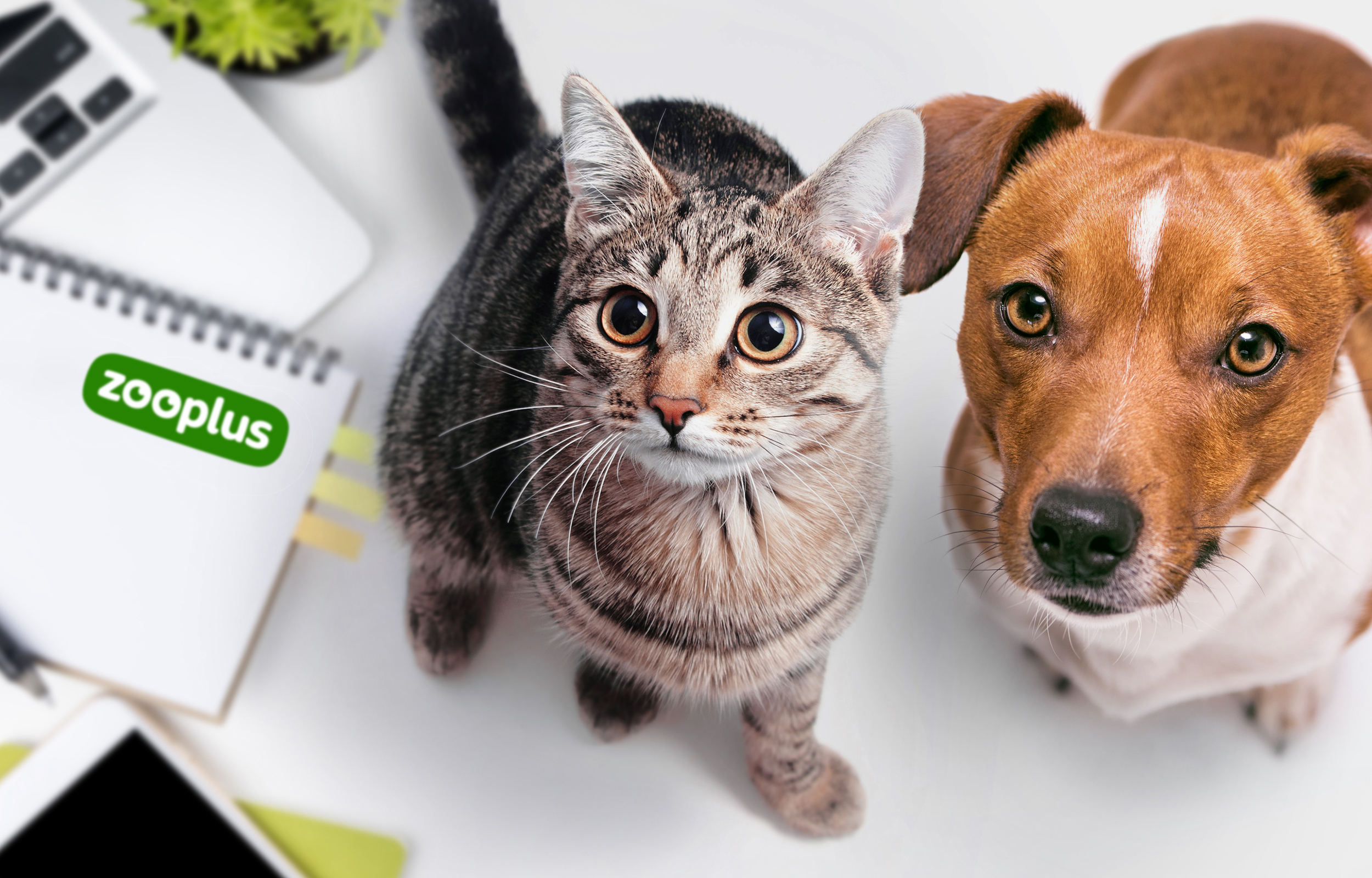Why Zooplus Continues to Lead Online Pet Shopping in Europe